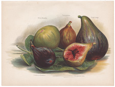 Figs